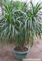 上海康馨園林綠化 龍血樹租賃價格、圖片、詳情及養護服務