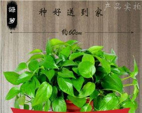 武漢三鎮(zhèn)植物租賃服務(wù) 免費上門打造綠色辦公與生活空間