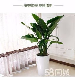 綠植租賃、花卉租擺與小區(qū)園林綠化 設(shè)計、施工與養(yǎng)護(hù)一體化服務(wù)