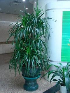 杭州專業(yè)植物租賃與綠化養(yǎng)護(hù)一體化解決方案