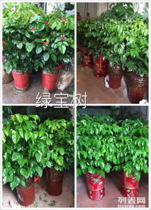泉州綠植租擺服務(wù) 晉江公司專業(yè)花卉與植物租賃解決方案